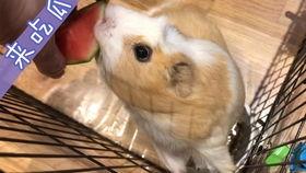 全网吃瓜资源豚豚,豚豚带你领略年度热门事件大盘点