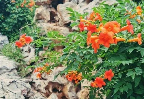 看花和吃瓜引导语,品味生活百态