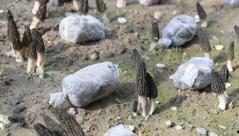 通江羊肚菌头条,大自然的馈赠与乡村振兴的引擎