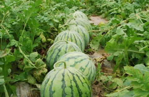 台州特色吃瓜方式,特色吃瓜秘籍大揭秘