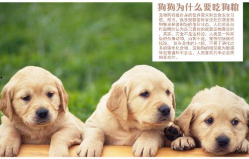 狗狗可以吃小蜜瓜嘛,小蜜瓜是否适合狗狗食用？