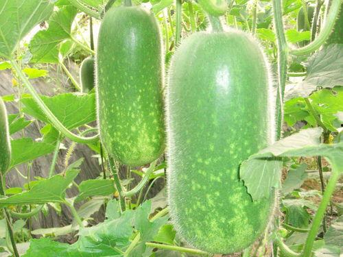 吃瓜影视大全皮皮龟,揭秘娱乐圈幕后故事