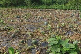 坐在草坪上面吃瓜,共享瓜果之乐