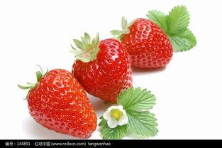 草莓视频在线下载官网红,一键下载，畅享海量精彩内容